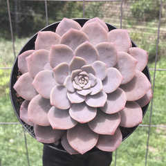 graptoveria-super-primavera