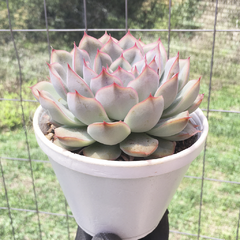 echeveria-shira