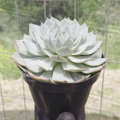 echeveria