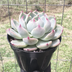 echeveria-chihuahuensis