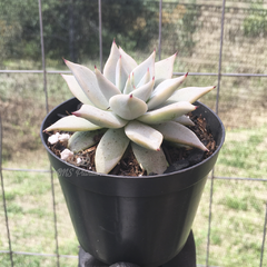 echeveria-subalpina-meyraniana