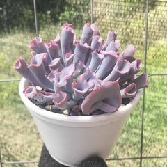 echeveria-pink-trumpet