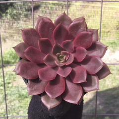 echeveria-mina-rubra