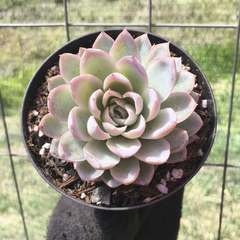 echeveria-violet-queen