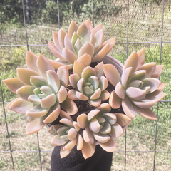 graptoveria-water-lily