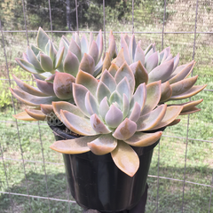 graptoveria-water-lily