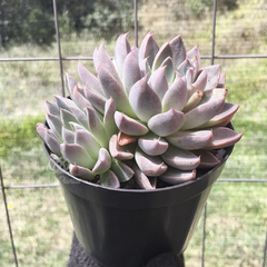 echeveria-winds-of-change