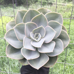 echeveria-funkii