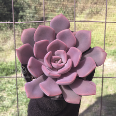 graptoveria-debbie