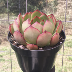 echeveria-yang-jin