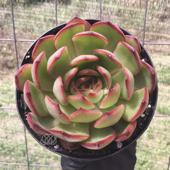 echeveria-yang-jin