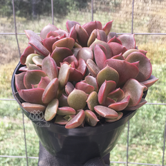 echeveria-zesta