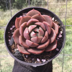 echeveria-zoe