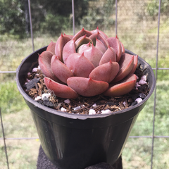 echeveria-zoe