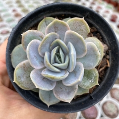 Echeveria blue surprise