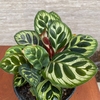 Maranta makoyana