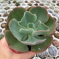 Echeveria gibbiflora mauna espanhola