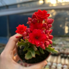 Kalanchoe tarantula