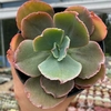 Echeveria gibbiflora ziper