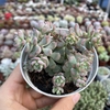 Echeveria querência