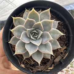 Echeveria zonnestraal