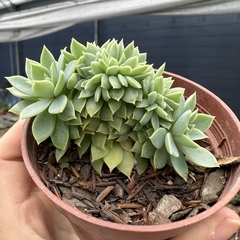 Echeveria pansy cristata - comprar online