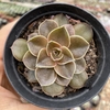 Echeveria rosularis