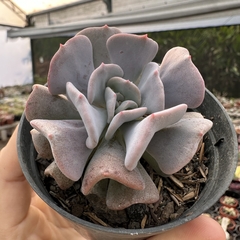 Echeveria cubic frost - comprar online