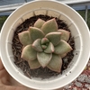 Graptoveria araluen gem