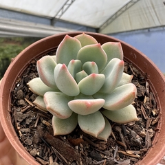 Echeveria green one - comprar online