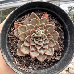 Echeveria costanay