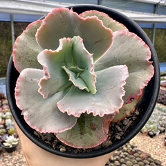 Echeveria gibbiflora avocado cream