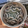 Echeveria swan lake