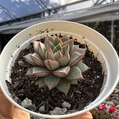 Echeveria parvinha