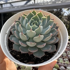 Echeveria allegra - comprar online