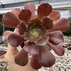 Aeonium cyclops