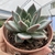 Echeveria agavoides pink champagne - comprar online