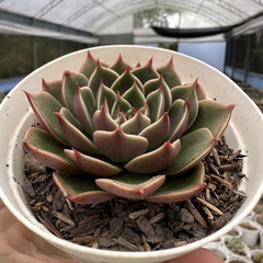 Echeveria san luiz - comprar online