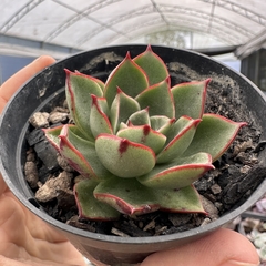 Echeveria paso doble