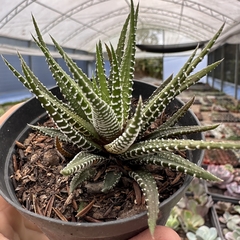 Haworthia attenuata - comprar online