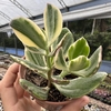 Crassula ovata variegata