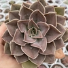 Echeveria híbrida