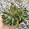 Echeveria agavoides estrela