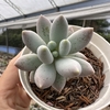 Pachyphytum rzedowskii