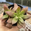 Crassula fusca