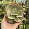 Echeveria gibbiflora hibrida pote 11 (corte)