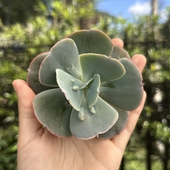 Echeveria gibbiflora ocean blue pote 09 (corte)