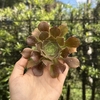 Aeonium cyclops pote 11 (corte)