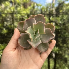 Echeveria gibbiflora takasago pote 09 (corte)