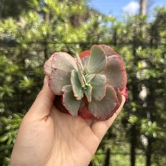 Echeveria gibbiflora mauna loa cristata pote 09 (corte)